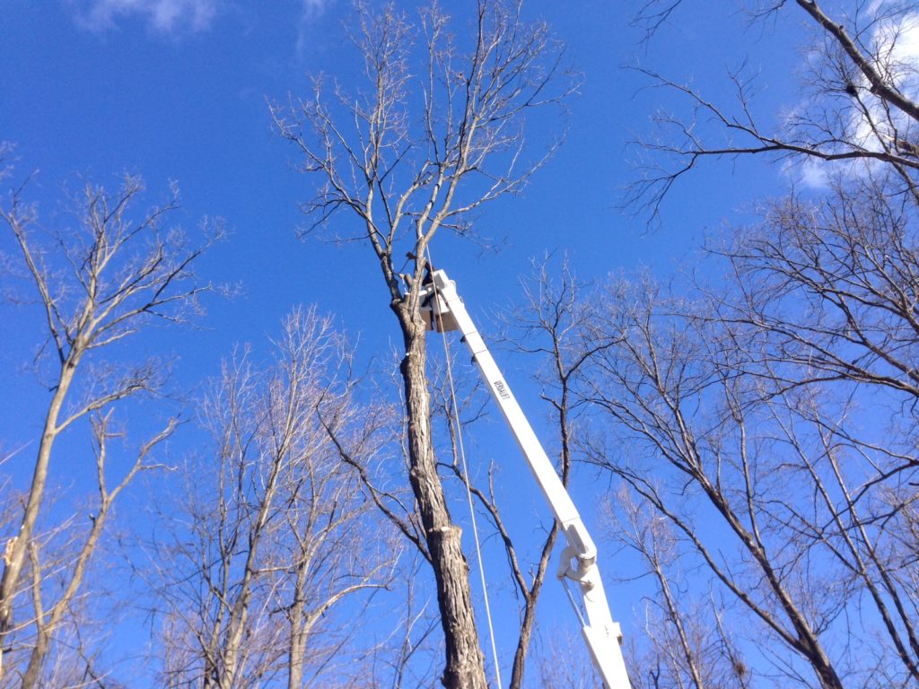 Let Brummett Enterprises help you with the toughest tree and tree care projects. Give us a call today and talk with our certified arborist!